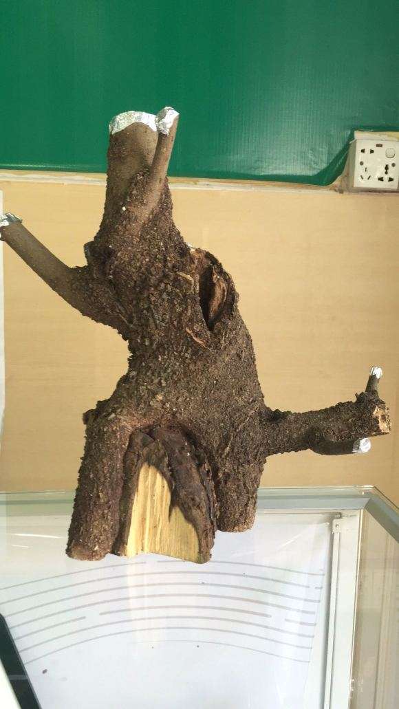 这个朴树下山桩 能不能成活 图片