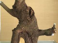 这个朴树下山桩 能不能成活 图片