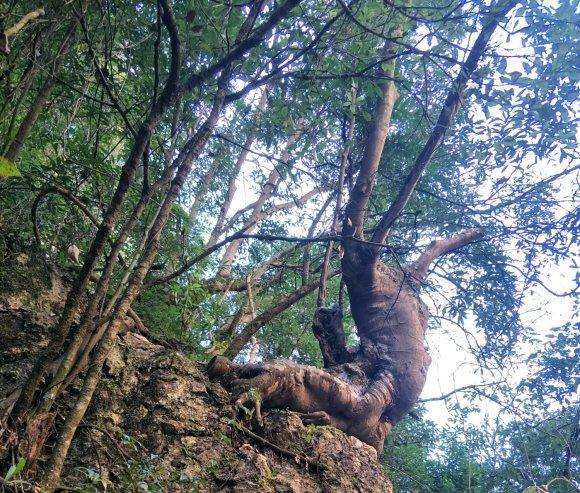 这个朴树下山桩 3000 人工费贵 图片