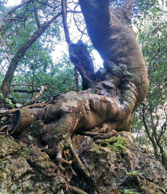 这个朴树下山桩 3000 人工费贵 图片