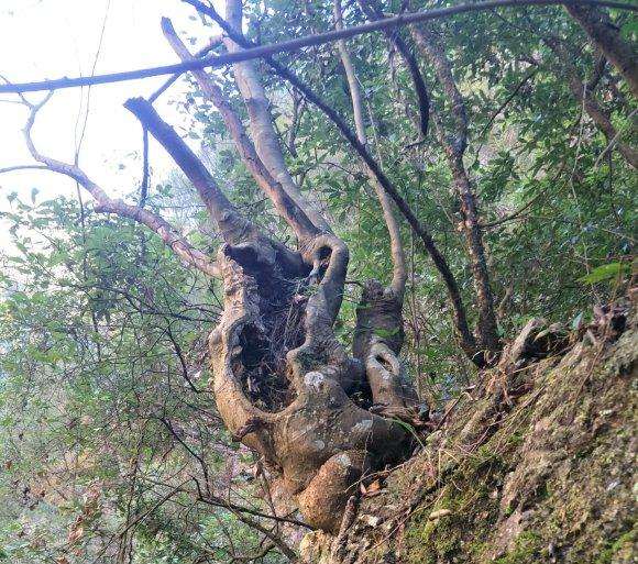 这个朴树下山桩 3000 人工费贵 图片