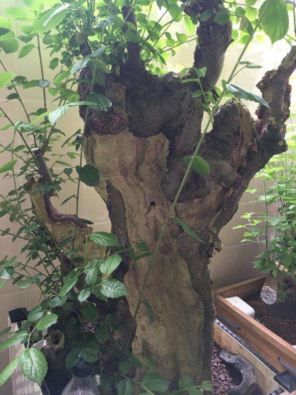 朴树下山桩种下5个月 要怎么修剪 图片