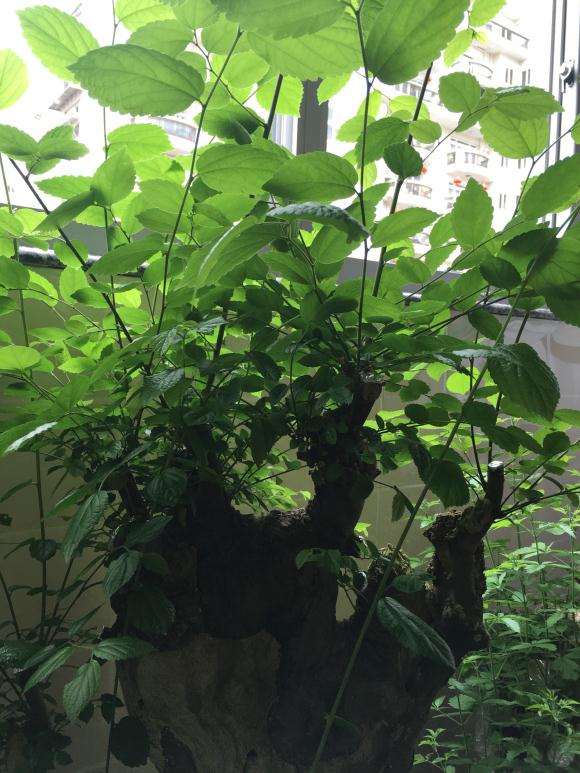 朴树下山桩种下5个月 要怎么修剪 图片