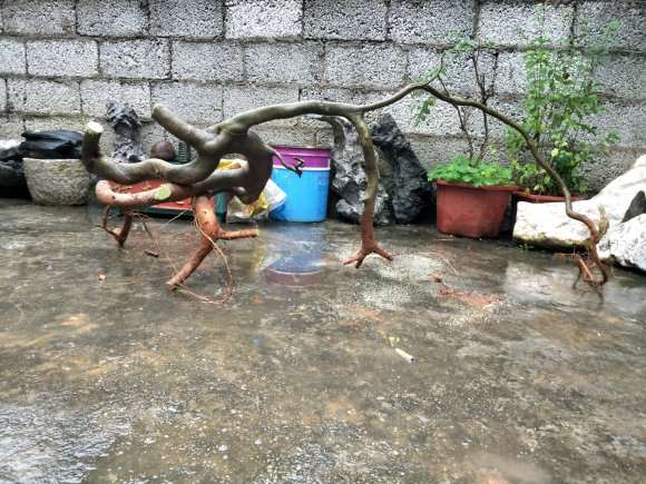昨天晚上挖回家的朴树下山桩 怎么样