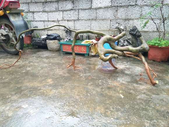 昨天晚上挖回家的朴树下山桩 怎么样