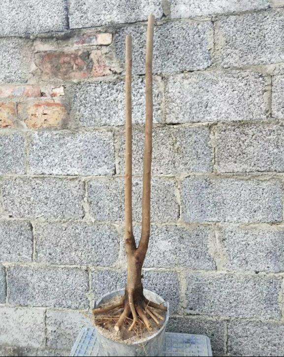 朴树下山桩的造型设计图 怎么样