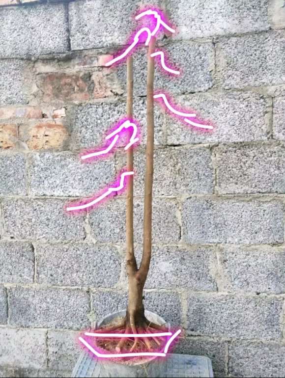 朴树下山桩的造型设计图 怎么样