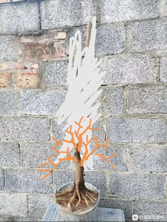 朴树下山桩的造型设计图 怎么样