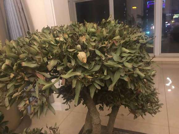 为什么中华蚊母下山桩 叶子干了 怎么办