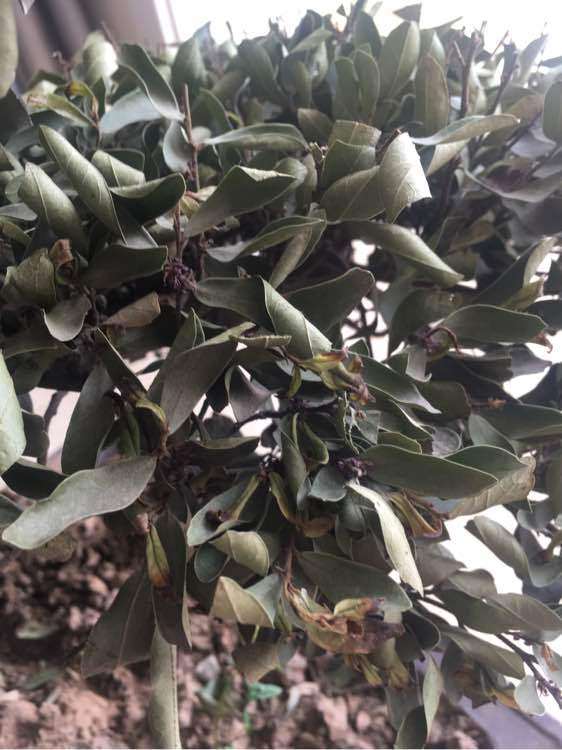 为什么中华蚊母下山桩 叶子干了 怎么办