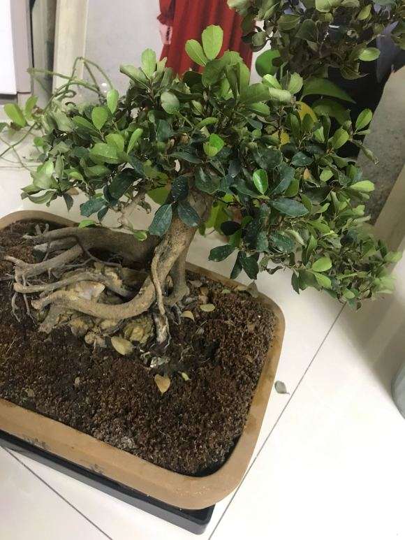 中华蚊母下山桩叶子干枯掉 怎么办 图片