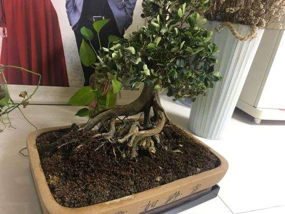 中华蚊母下山桩叶子干枯掉 怎么办 图片