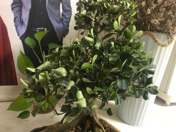 中华蚊母下山桩叶子干枯掉 怎么办 图片