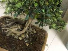 中华蚊母下山桩叶子干枯掉 怎么办 图片