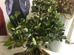 中华蚊母下山桩适合在室内养吗 图片