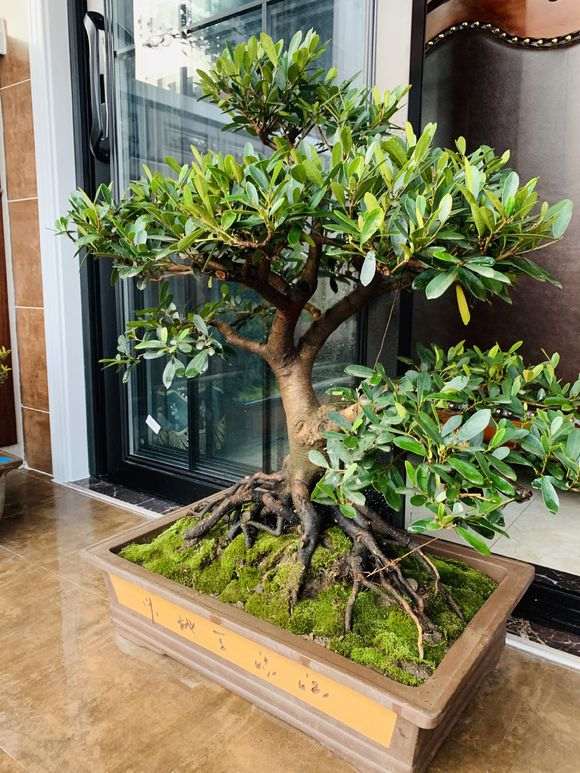 蚊母盆景 室内10度 叶子发黄 怎么办