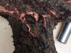 中华蚊母下山桩没有生根 怎么办 图片