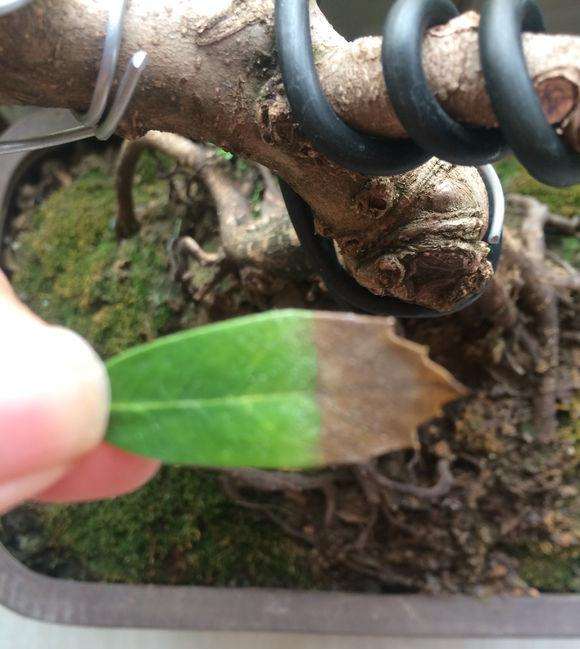 蚊母下山桩的叶子焦尖是什么原因 图片