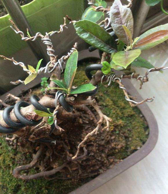 蚊母下山桩的叶子焦尖是什么原因 图片