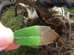 蚊母下山桩的叶子焦尖是什么原因 图片