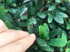 蚊母下山桩叶尖发黄发褐 怎么办 图片