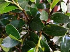 蚊母下山桩有枯死的叶子 怎么办 图片