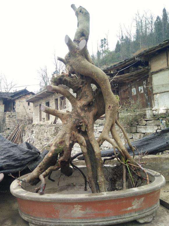 中华蚊母下山桩 怎样造型 图片