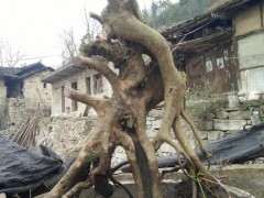 中华蚊母下山桩 怎样造型 图片