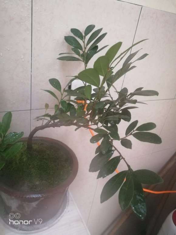 这棵中华蚊母下山桩怎么造型 图片