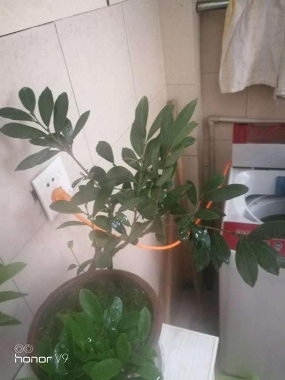 这棵中华蚊母下山桩怎么造型 图片