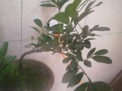 这棵中华蚊母下山桩怎么造型 图片