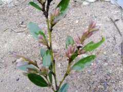 这个是蚊母下山桩 还是赤楠 图片