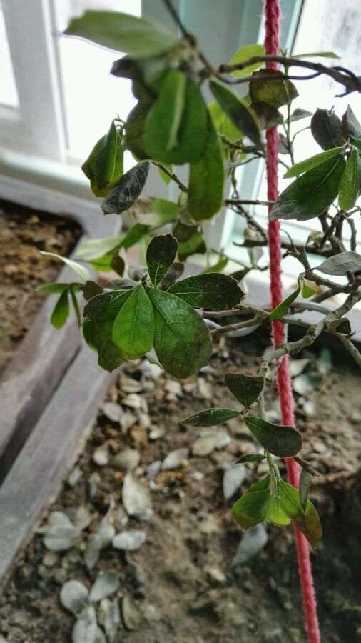 蚊母下山桩叶子一直掉 变黑 怎么办 图片