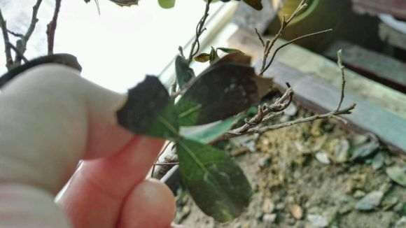 蚊母下山桩叶子一直掉 变黑 怎么办 图片