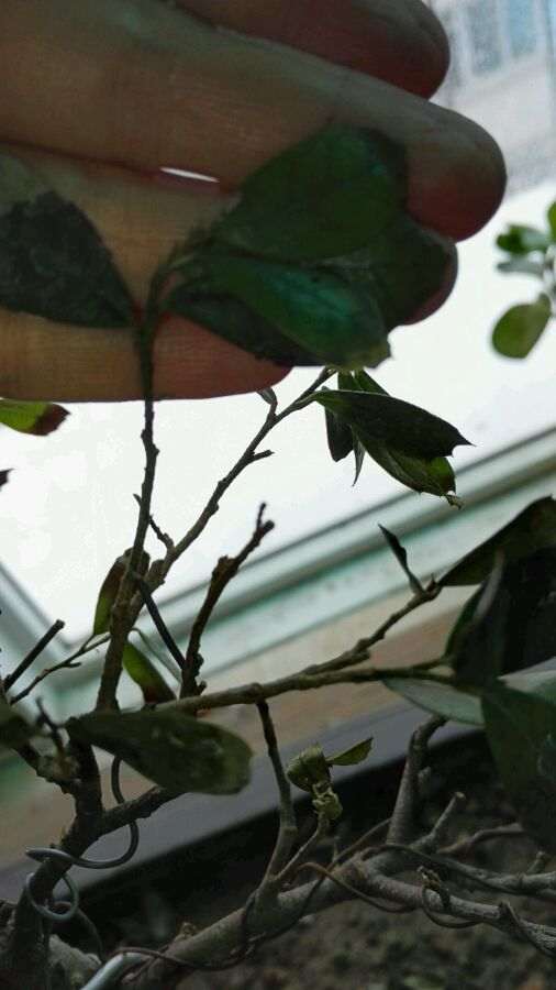 蚊母下山桩叶子一直掉 变黑 怎么办 图片