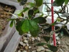 蚊母下山桩叶子一直掉 变黑 怎么办 图片