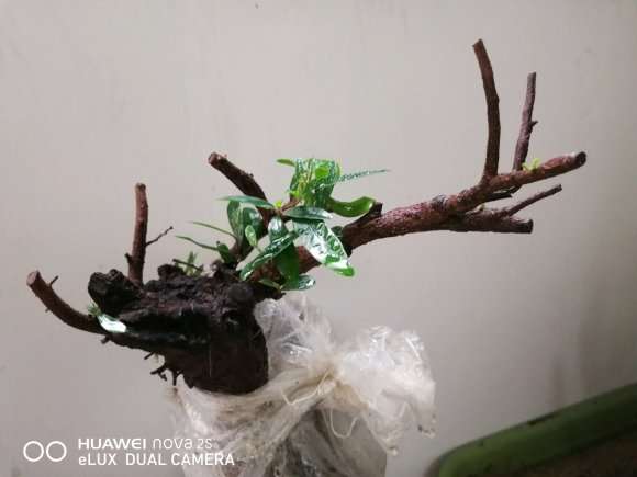 中华蚊母下山桩出现干叶 怎么办 图片