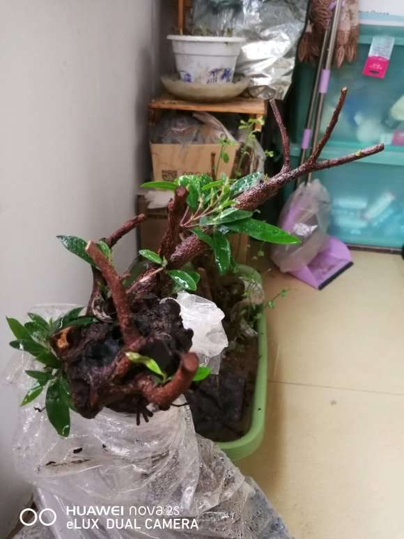 中华蚊母下山桩出现干叶 怎么办 图片