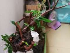 中华蚊母下山桩出现干叶 套袋保湿