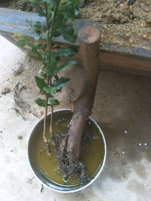 蚊母下山桩怎么栽活 来芽快 图片