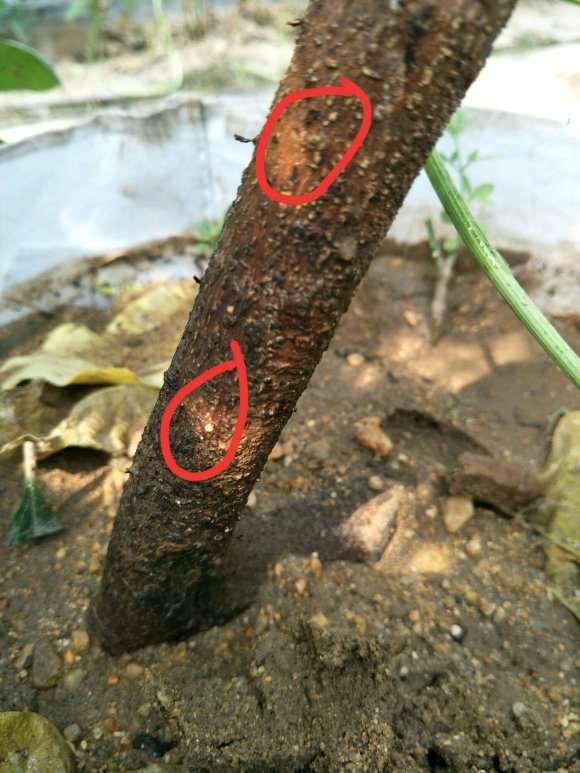 蚊母下山桩怎么栽活 来芽快 图片