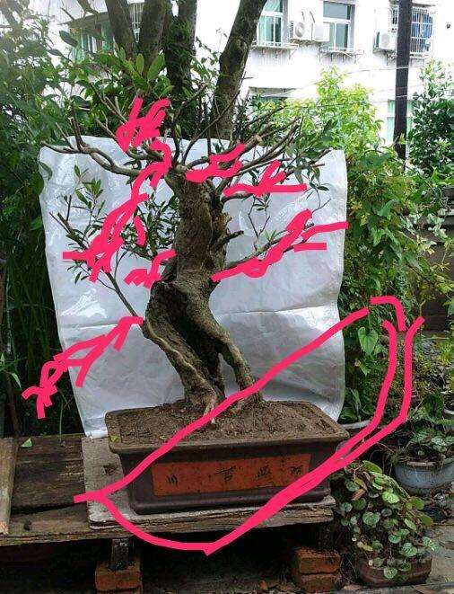 中华蚊母下山桩 画的设计图 可以吗