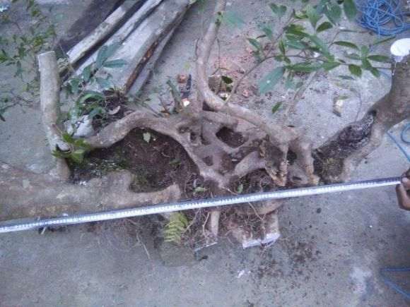 蚊母下山桩重300多斤 怎么样 看看 图片