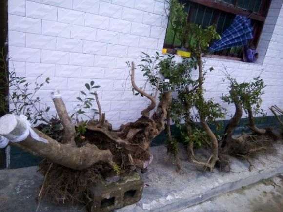 蚊母下山桩重300多斤 怎么样 看看 图片
