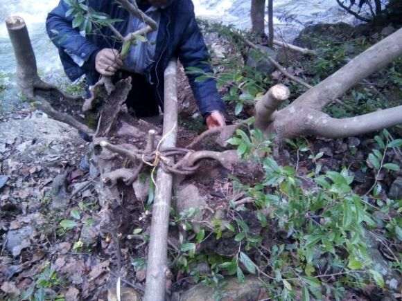 蚊母下山桩重300多斤 怎么样 看看 图片