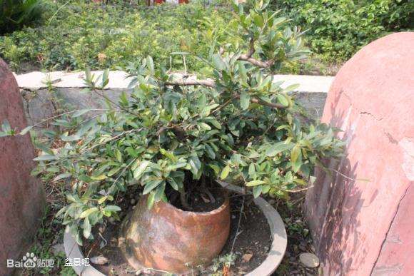 提根蚊母下山桩 怎么样 行不行 图片