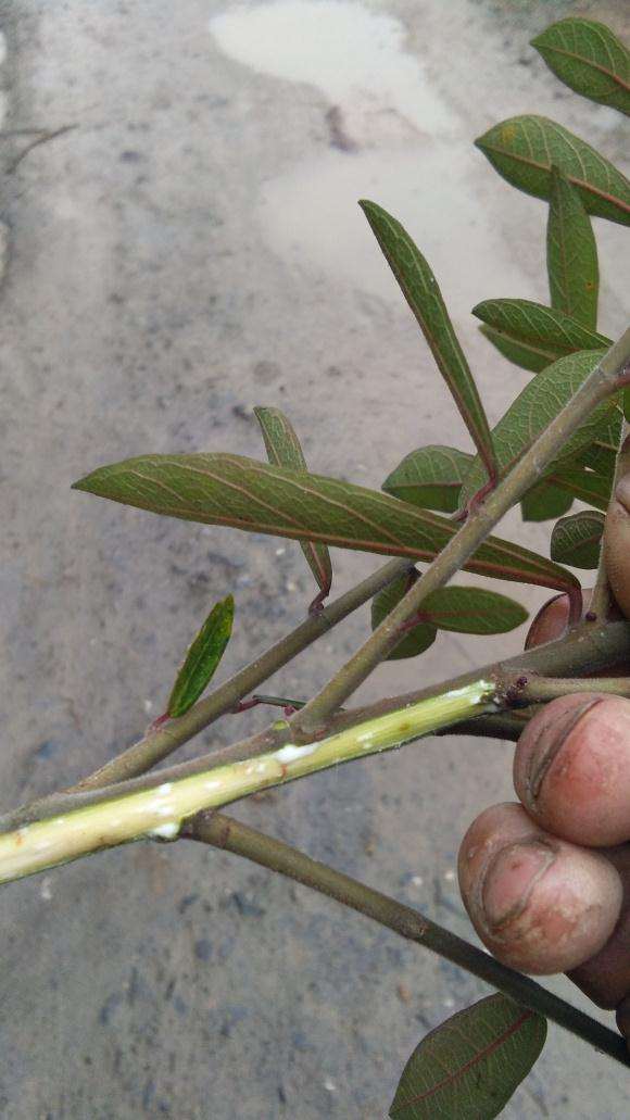 这是中华蚊母下山桩吗 怎么区别 图片