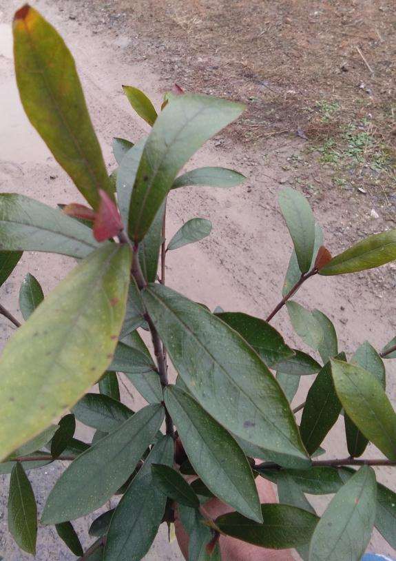 这是中华蚊母下山桩吗 怎么区别 图片