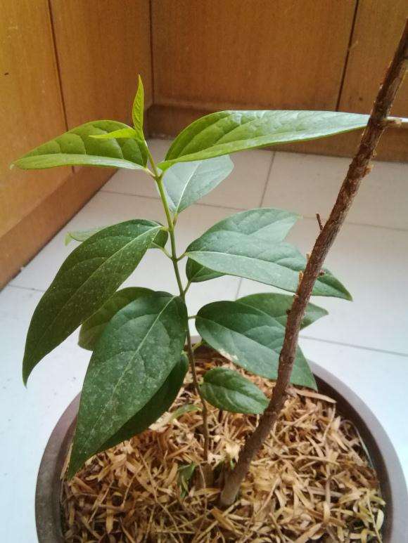 为什么发了芽的腊梅下山桩 不要移苗 图片