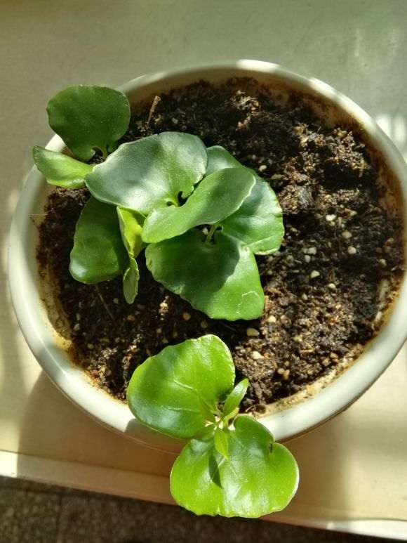 为什么发了芽的腊梅下山桩 不要移苗 图片